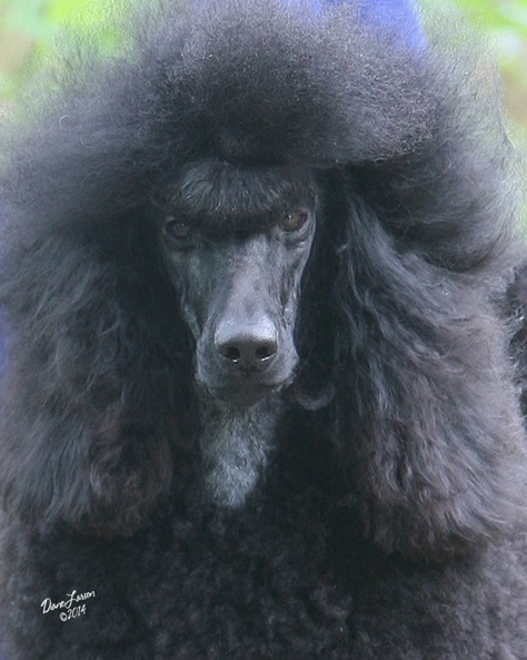Kelsa