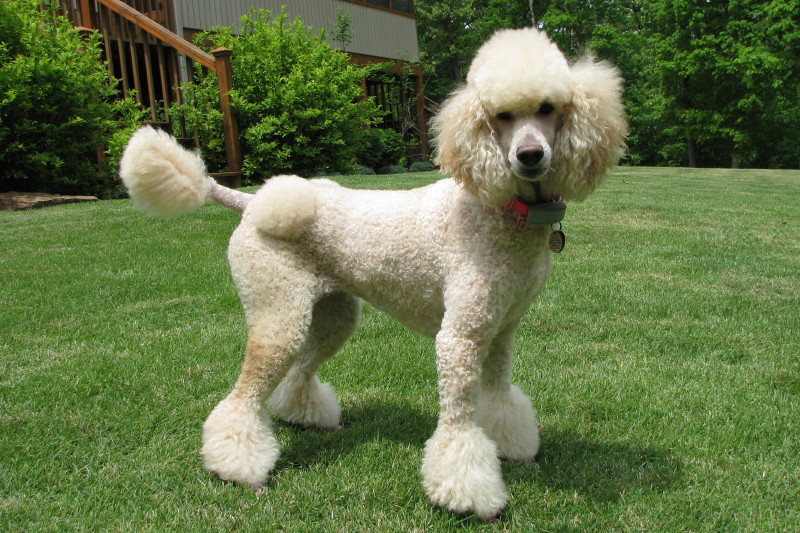 mini poodle cuts