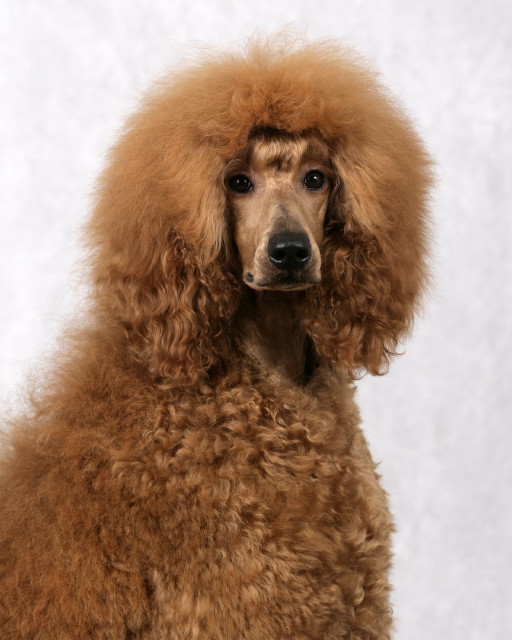 Bindi Head shot 10 Mo