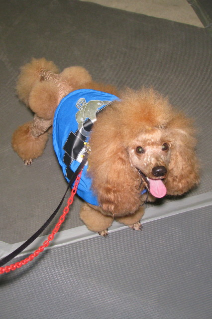 Deputy Dog
