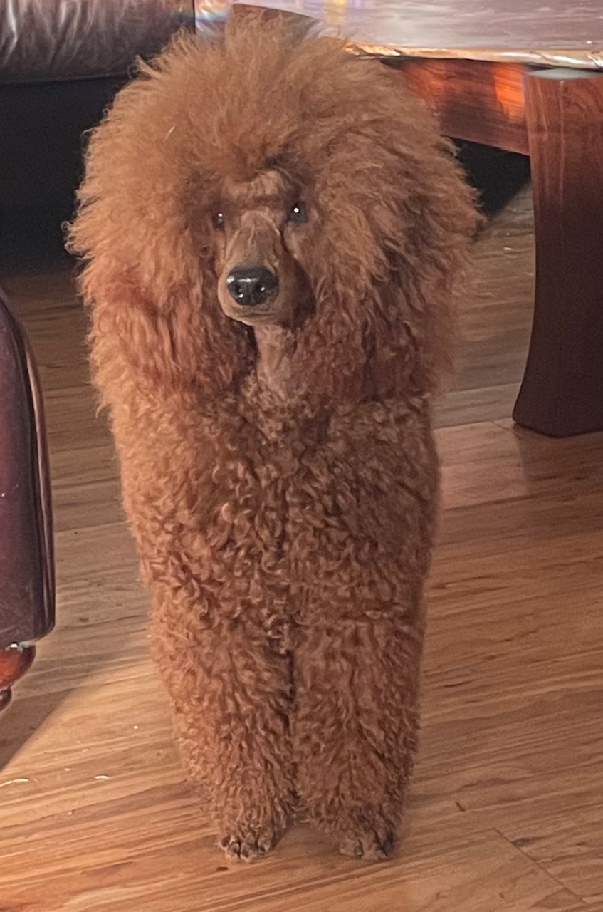 Patriot poodles deals