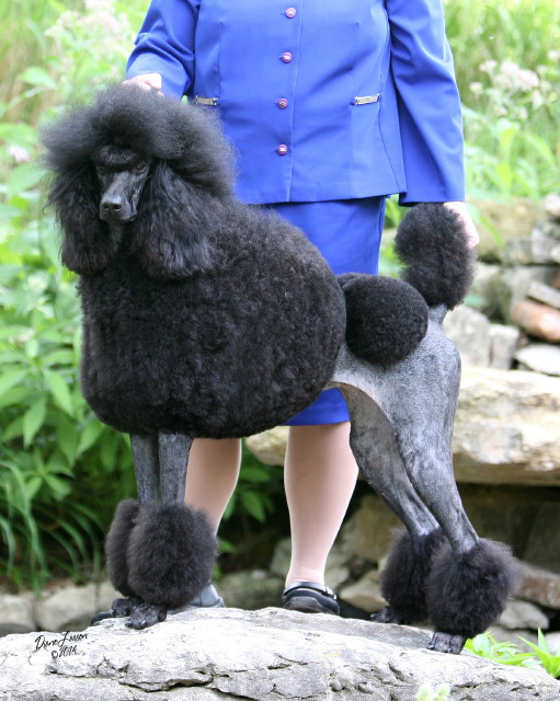 Kelsa