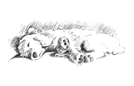 Puppy 2